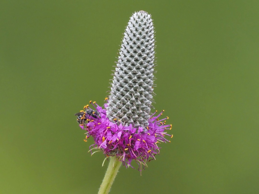 subfamily Megachillinae
