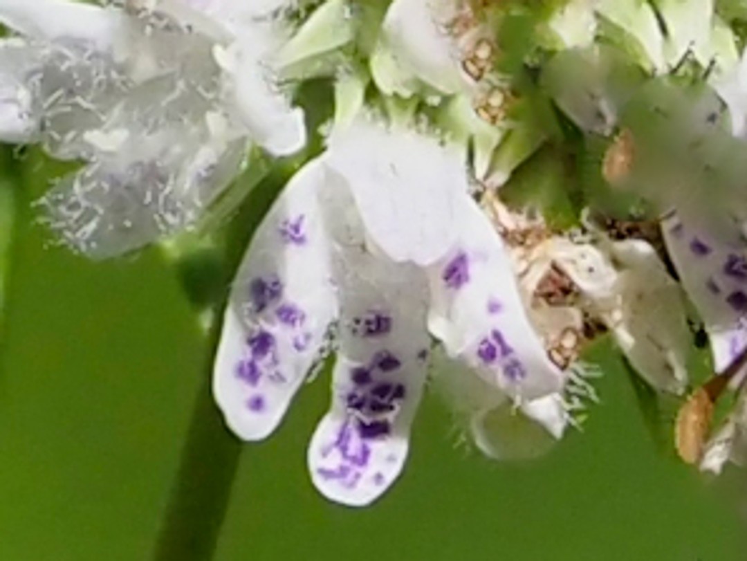 Purple speckles on single flower