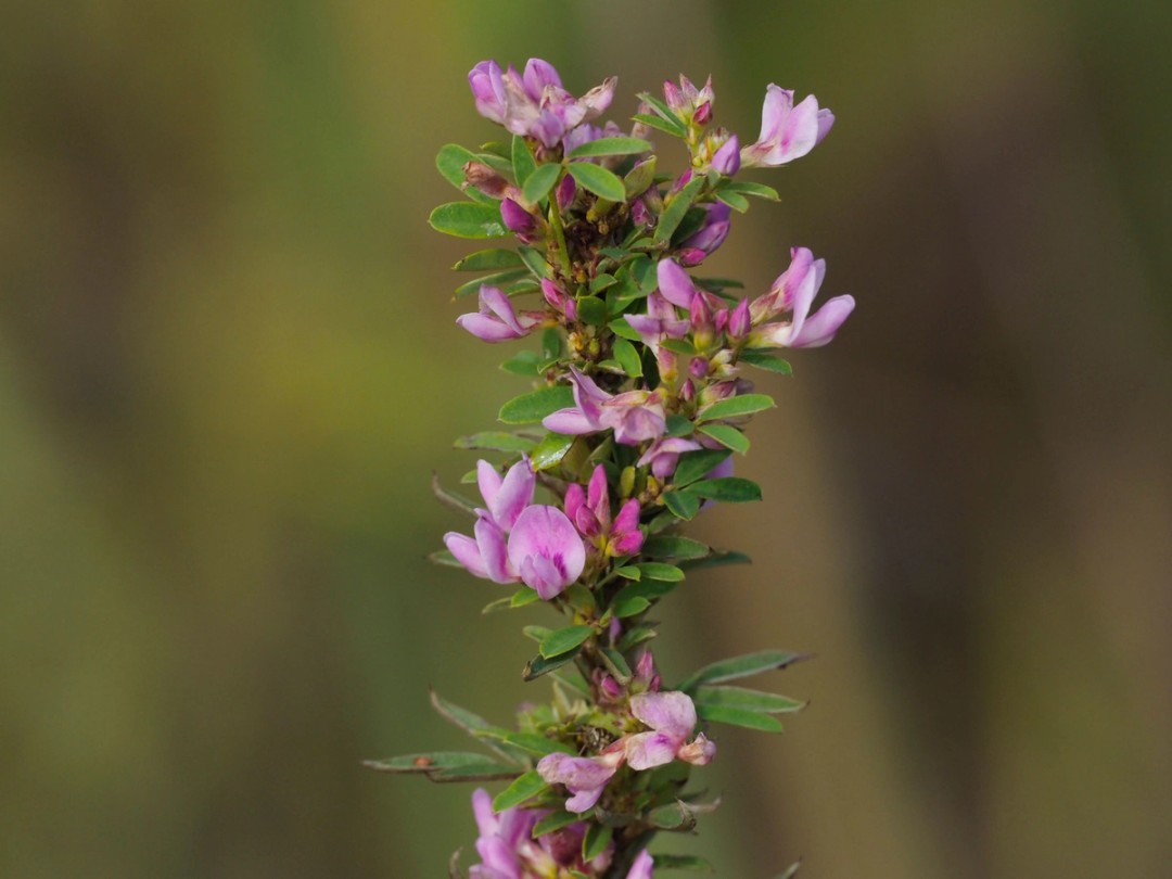 Flowers, buds and leaves