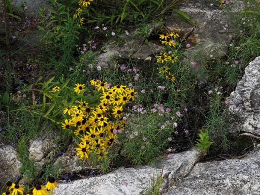 with Palafoxia callosa