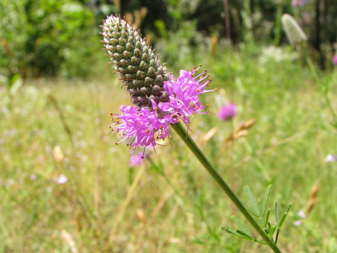 Newly blooming flower