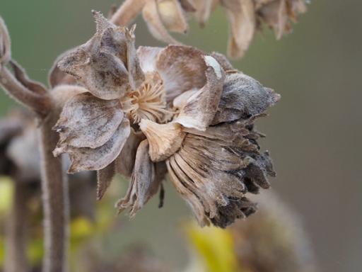 Ripe seed in Autumn