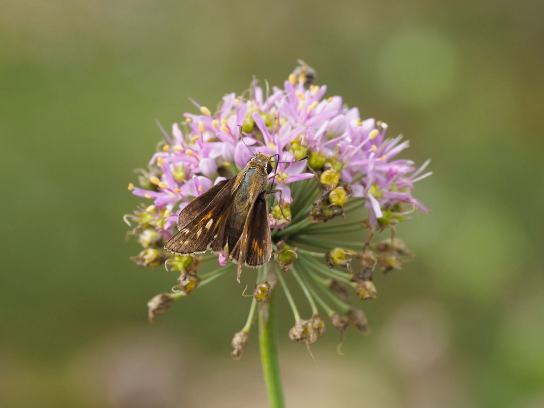 Sachen skipper