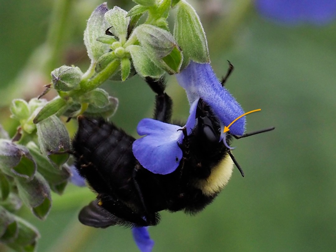 Style ready to collect pollen