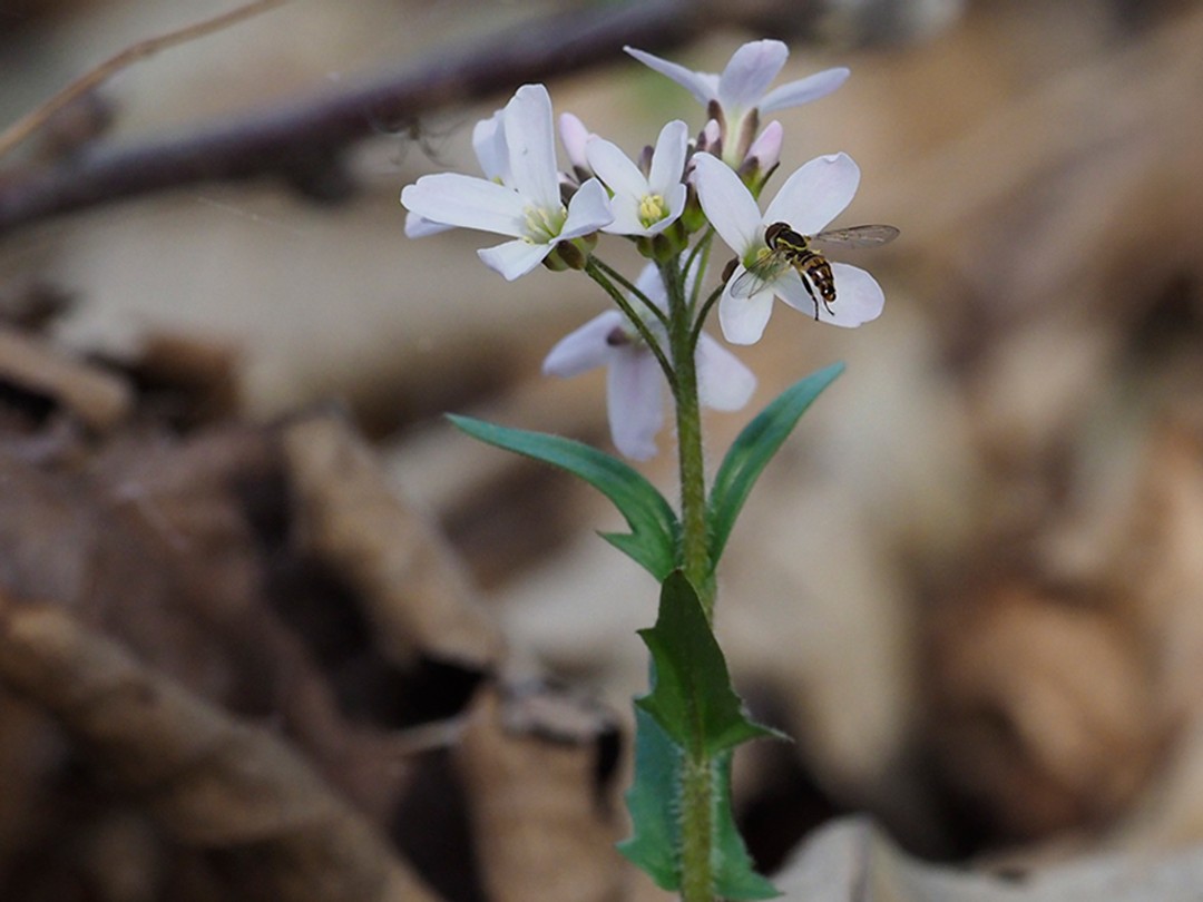 Calligrapher (Syrphid) fly