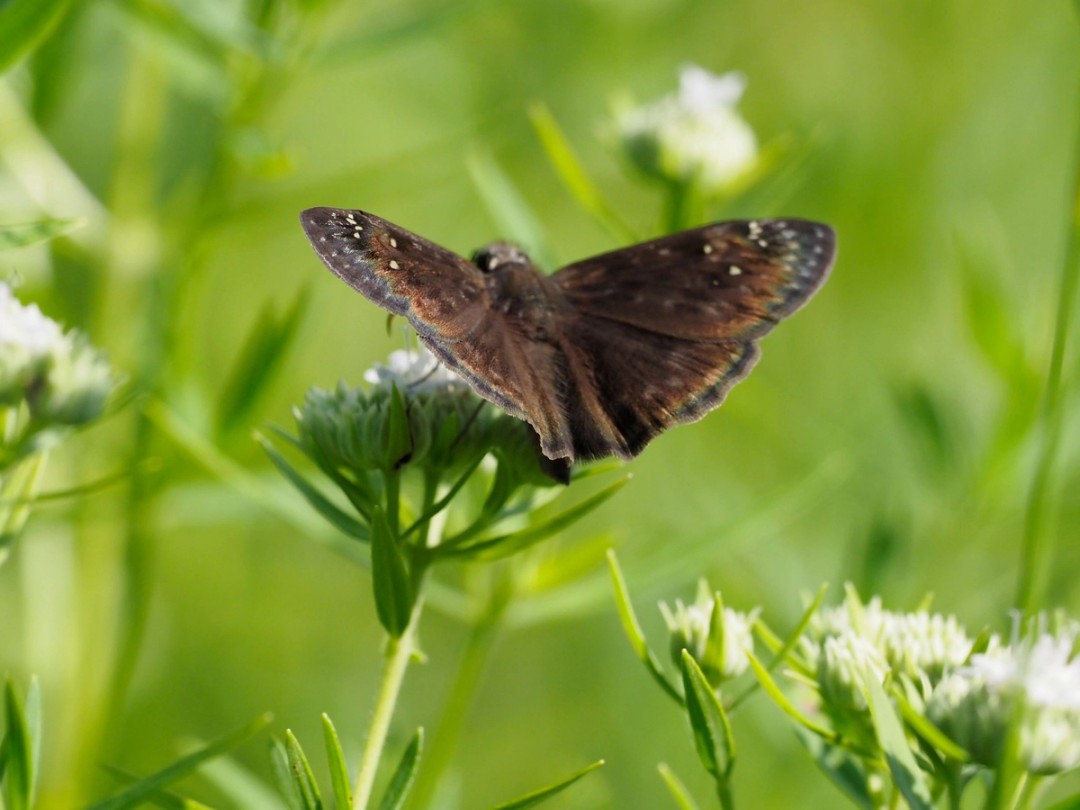 Horace's duskywing