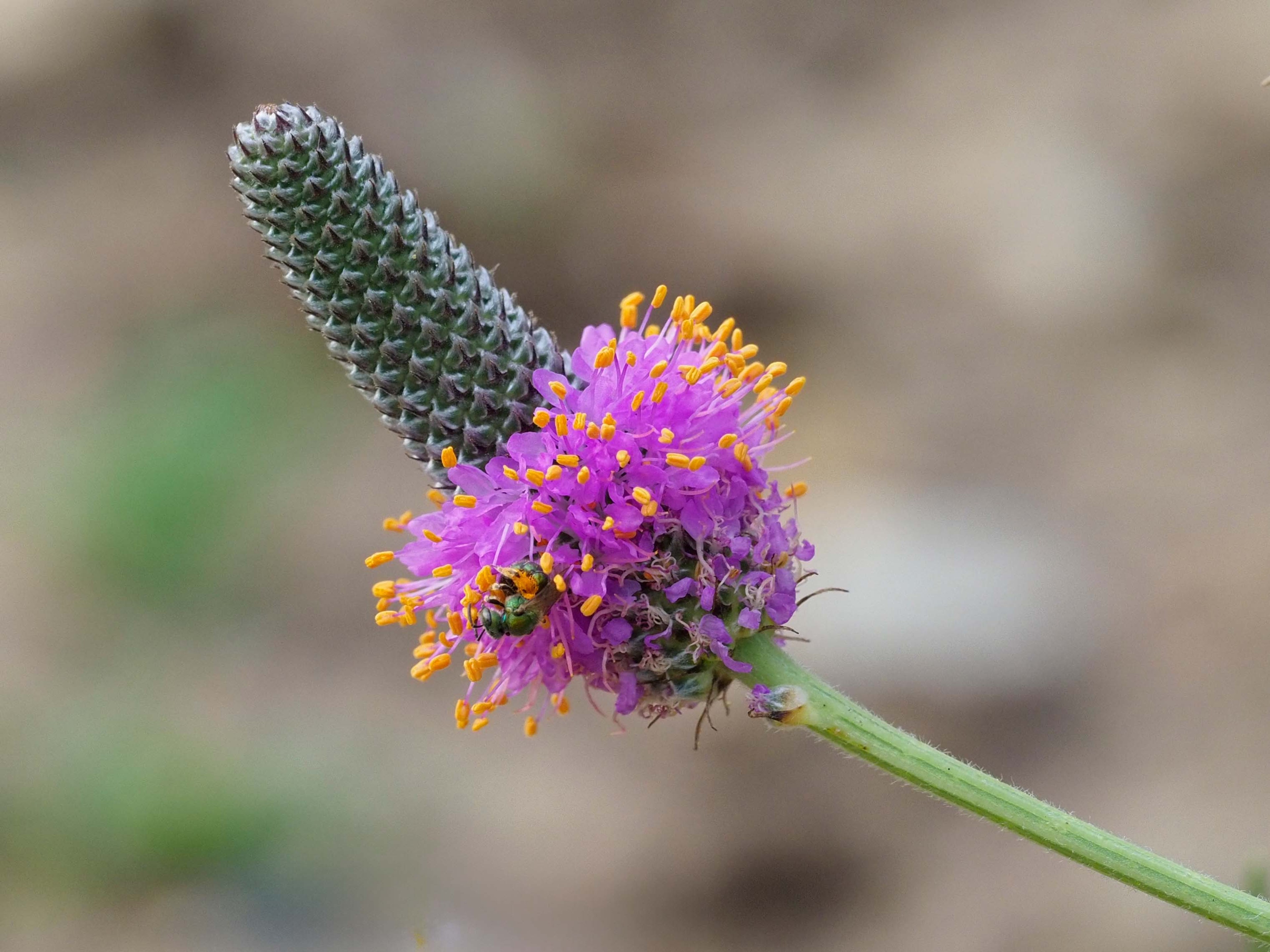 Dalea purpurea