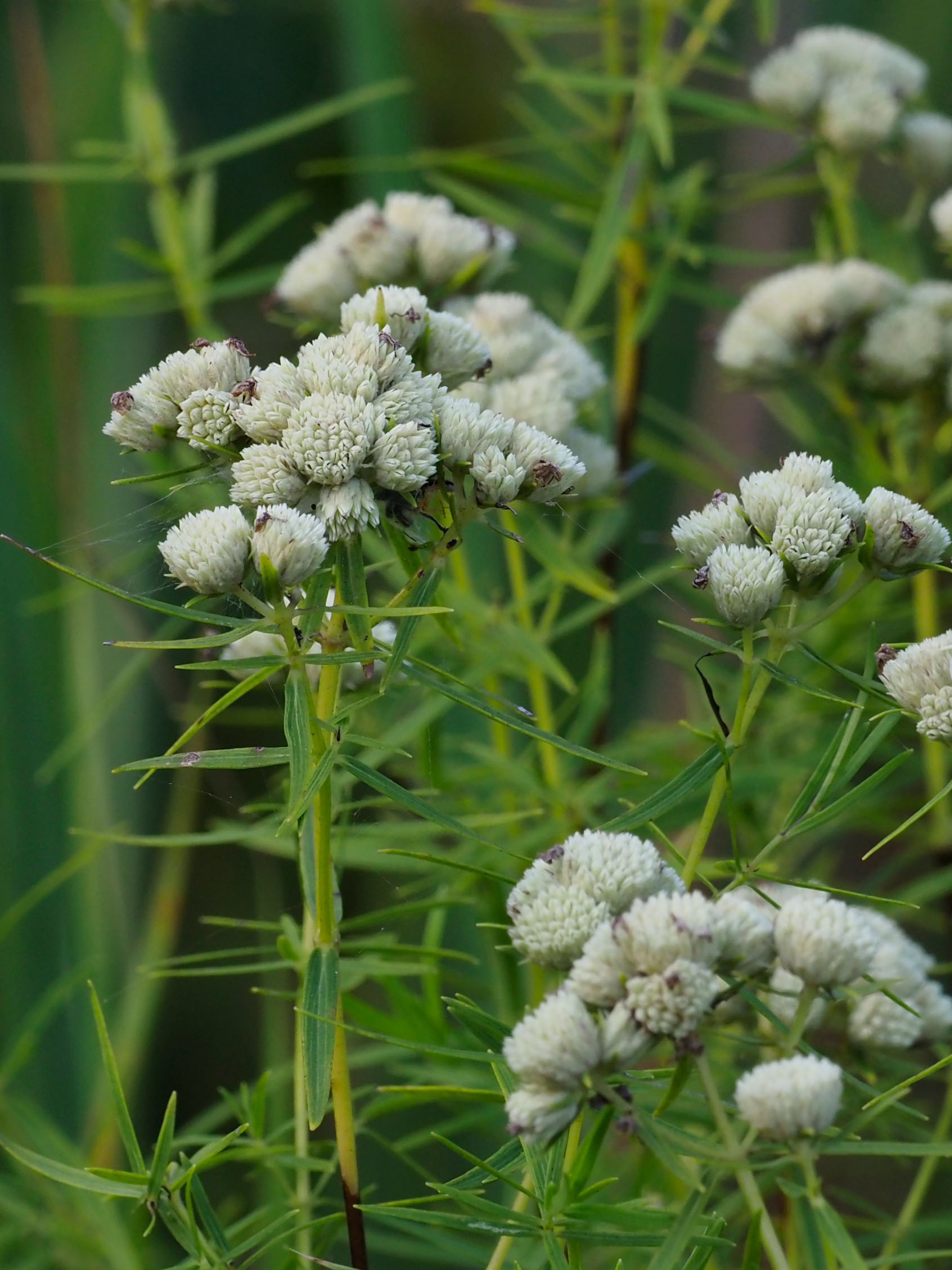White flowers of Pycnanthemum tenuifolium