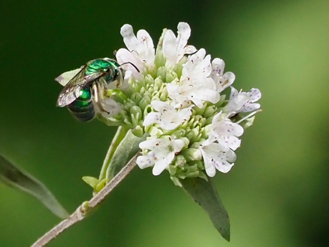 Agapostemon bee