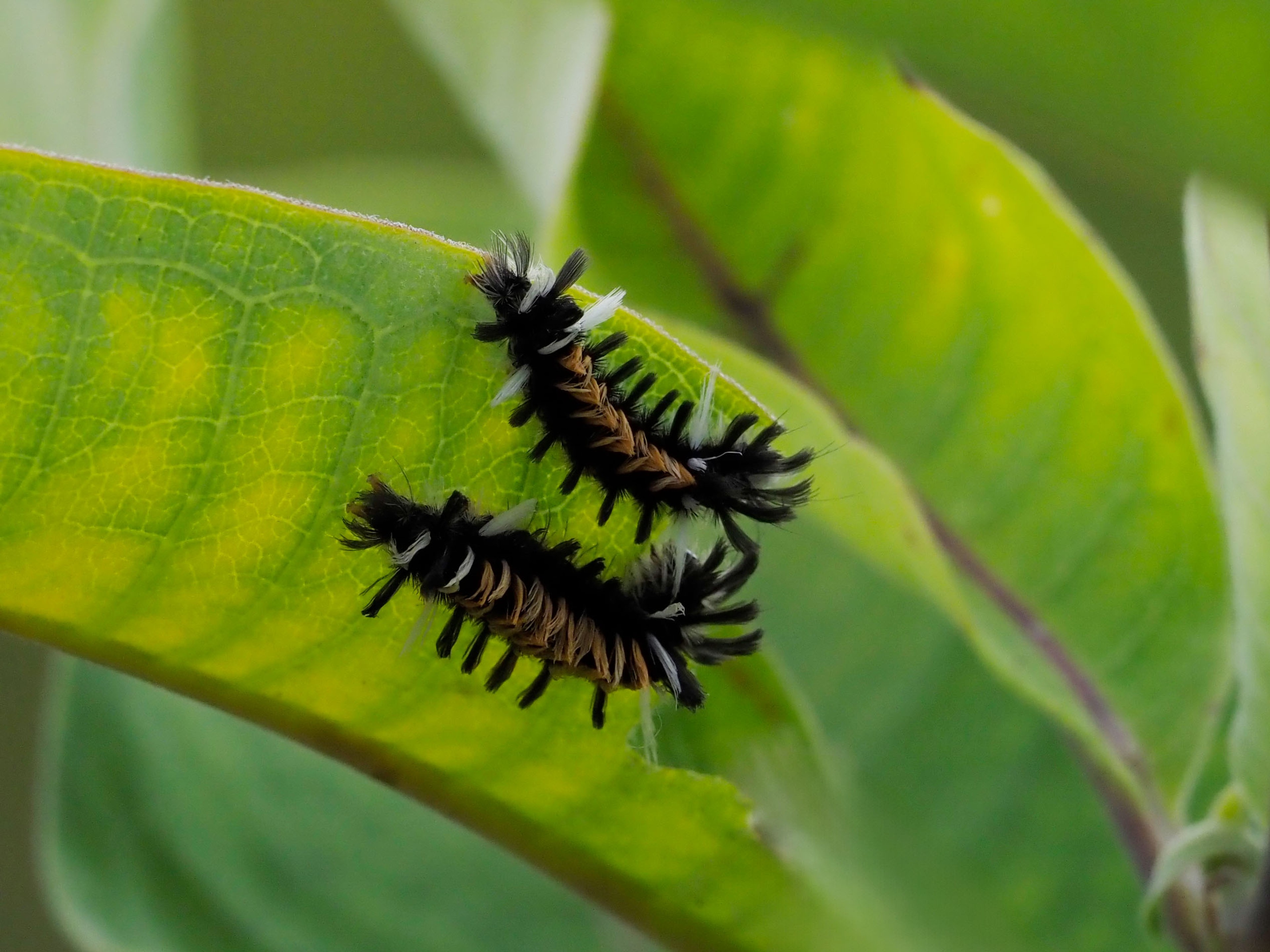 Milkweed tussock moth caterpillars