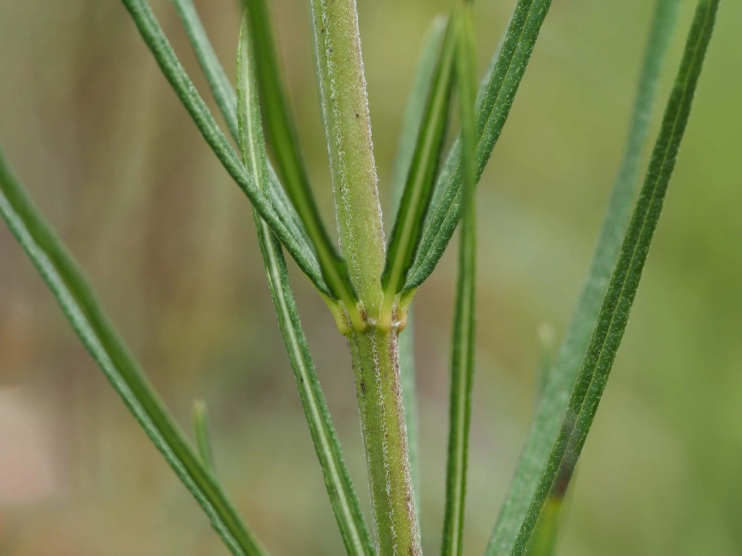 Pubescent stem