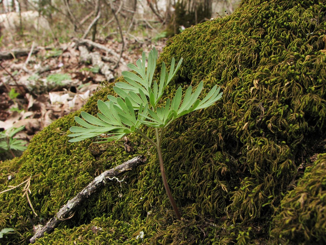 Immature plant that is too young to bloom