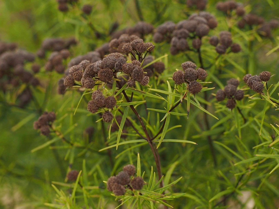 Seed heads in August