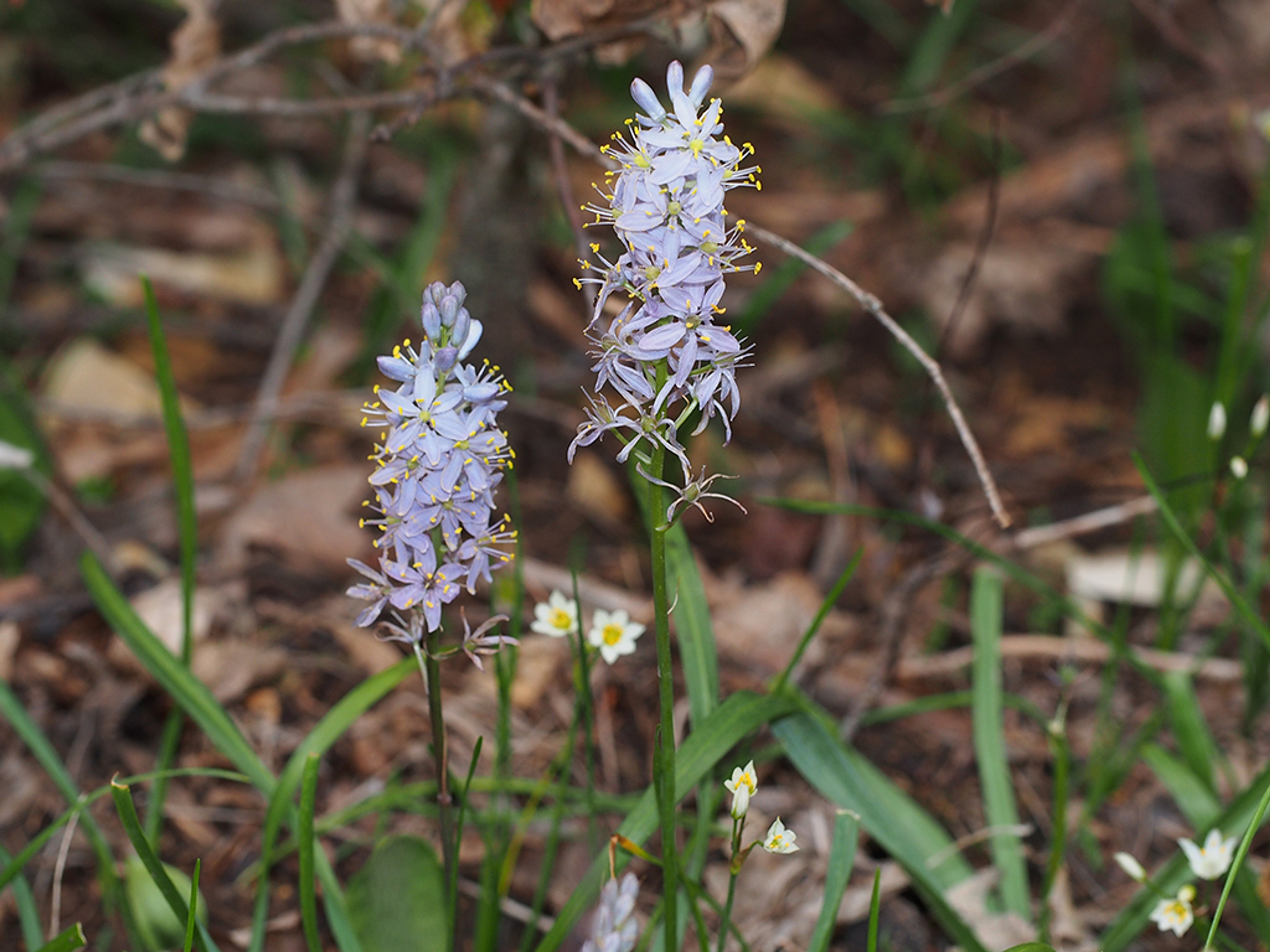 Wild hyacinth blooming with False garlic