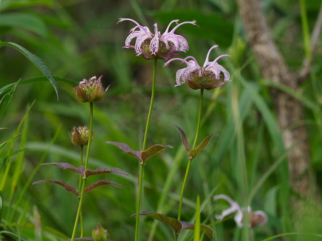 Flowers and buds