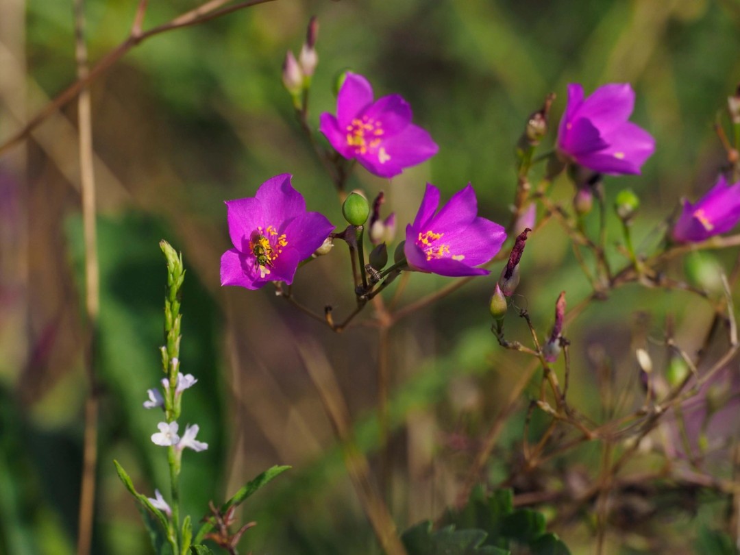 with Verbena simplex