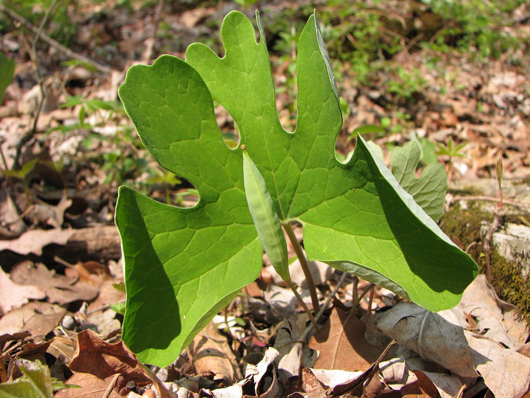 Seed pod is fat and lumpy with many seeds