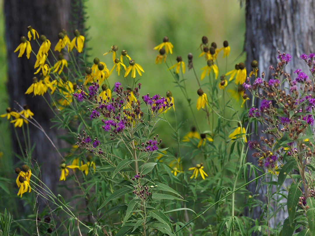 Woodland edge with Vernonia baldwinii 