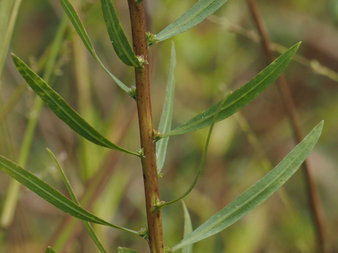 Lower stem and leaves