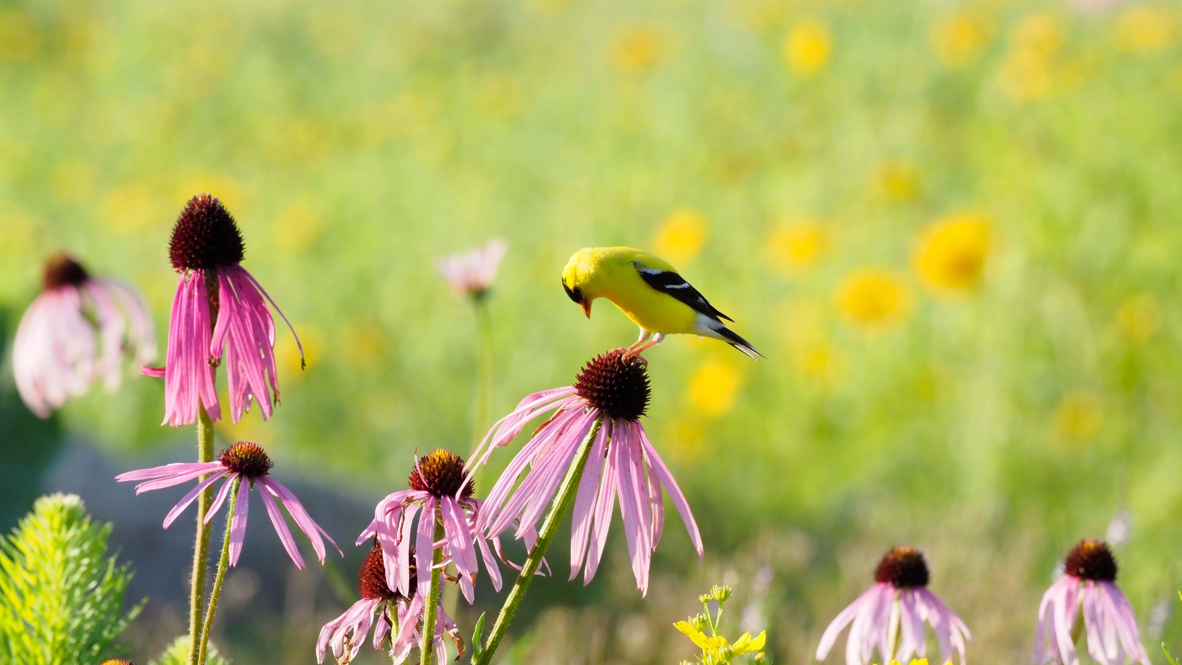 A Goldfinch perched on a glade coneflower