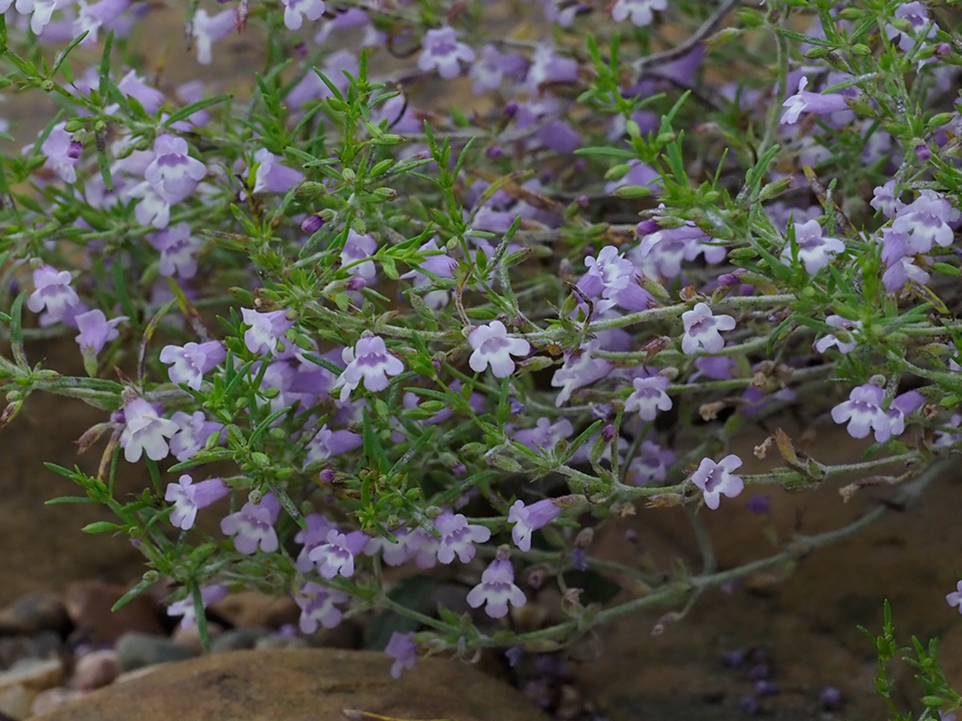 Clinopodium arkansanum