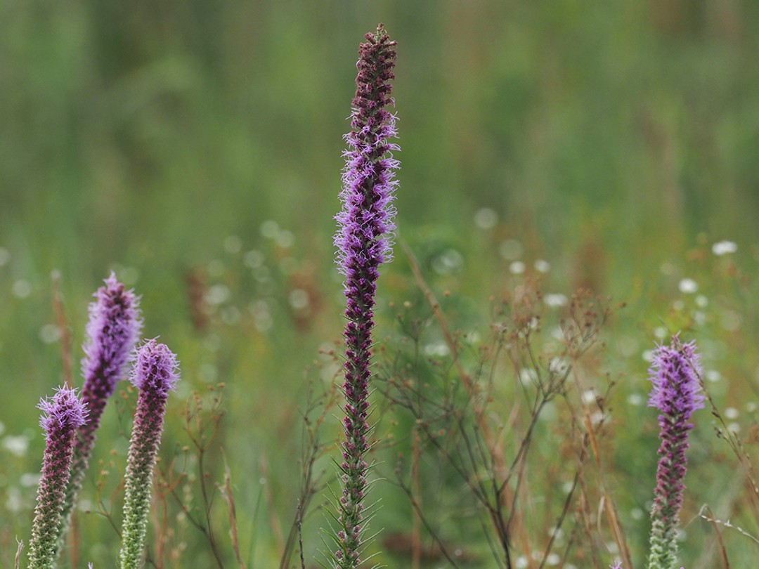 Prairie blazing star (Liatris pycnostachya)