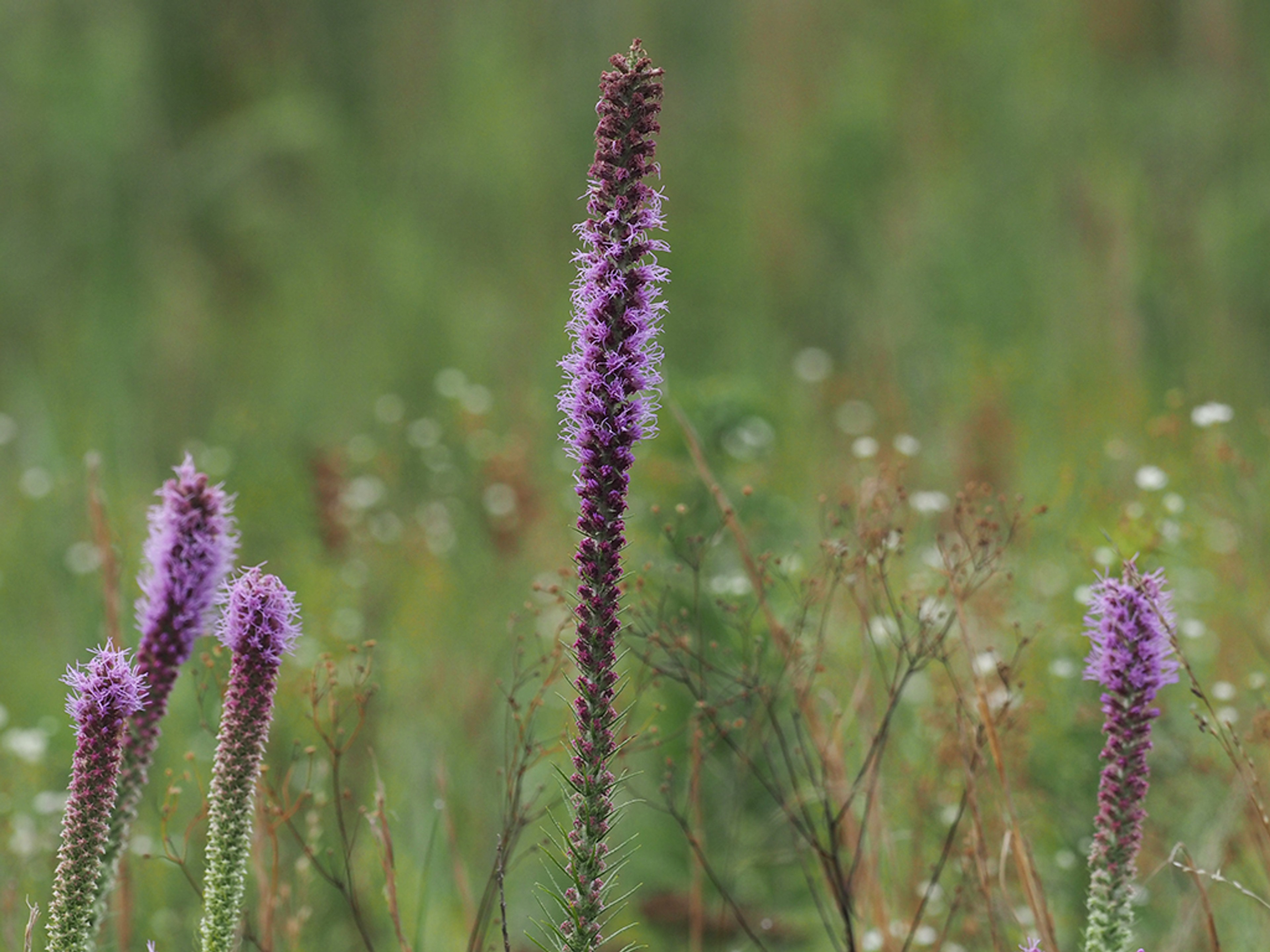 Liatris pycnostachya
