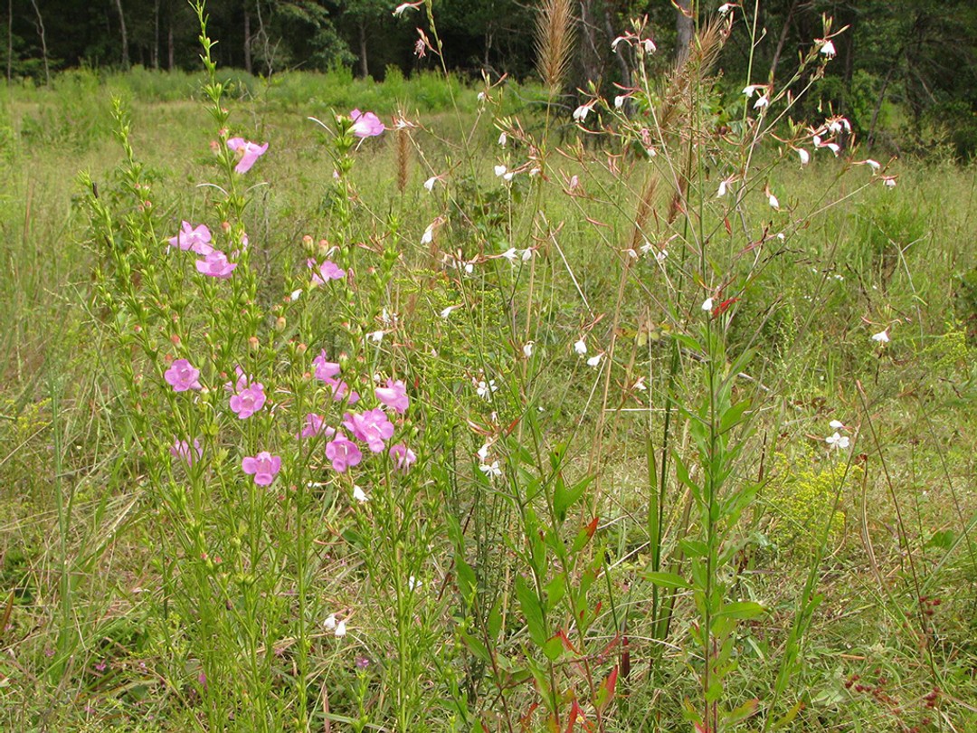 Large-flowered Gaura with Purple Foxglove