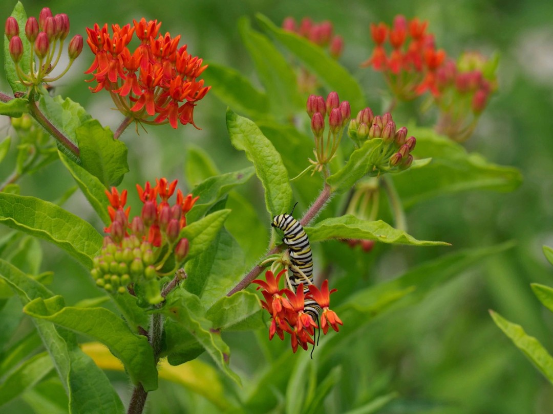Monarch caterpillar