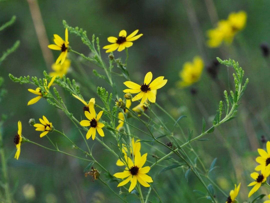 Canada goldenrod
