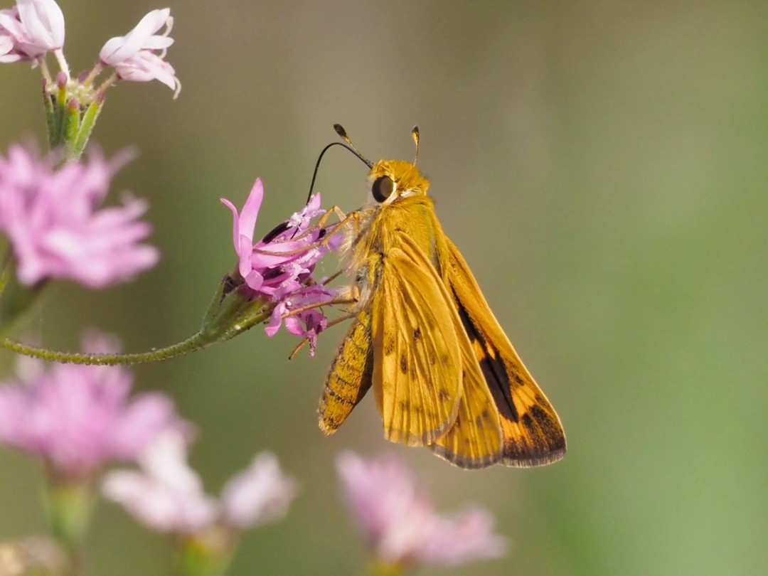 Fiery skipper