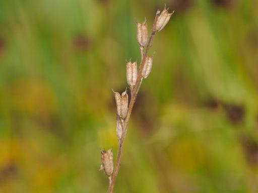 Ripe brown seed pods