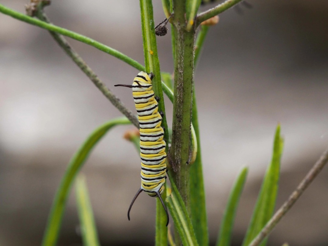 Monarch caterpillar