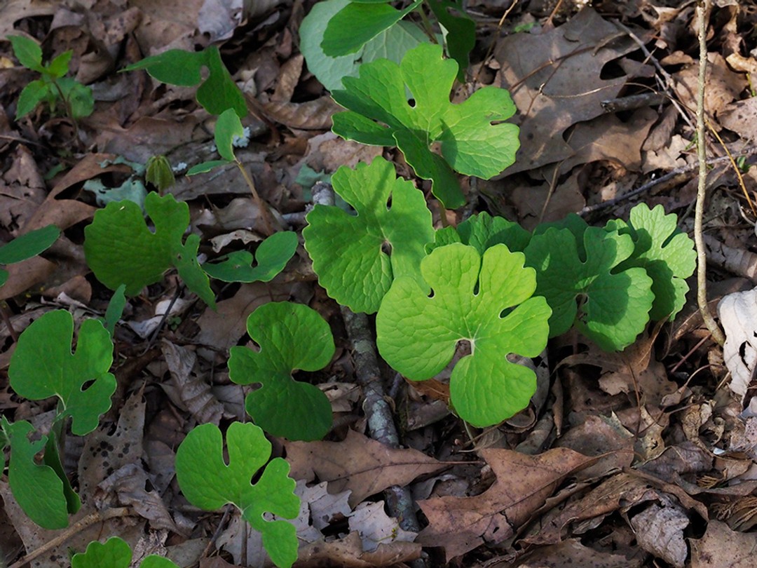Morning sun lighting up leaves of Bloodroot