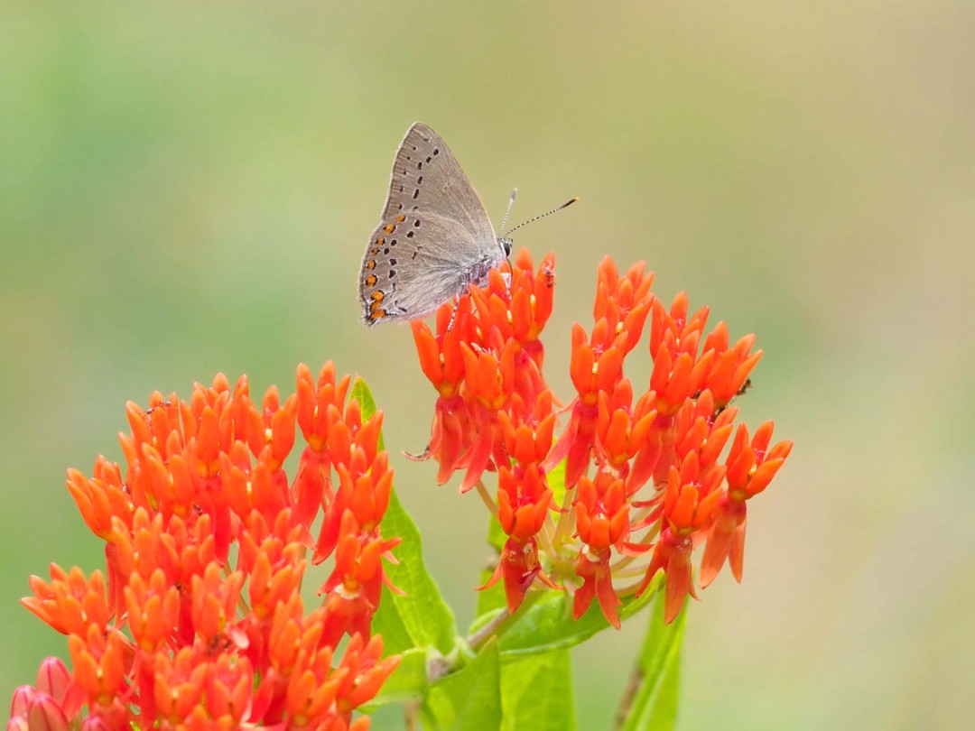 Coral hairstreak