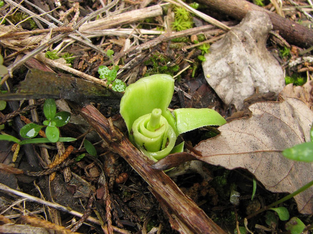 Deer foraged basal leaves 