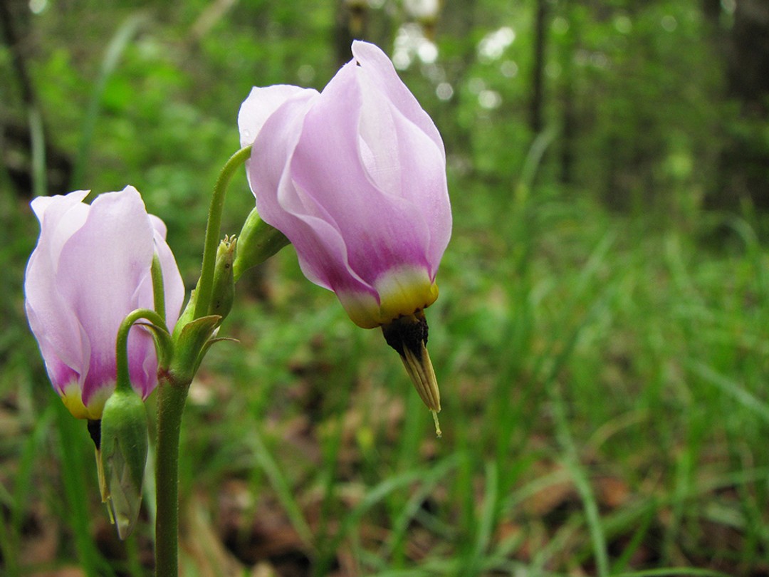 Pink flowers
