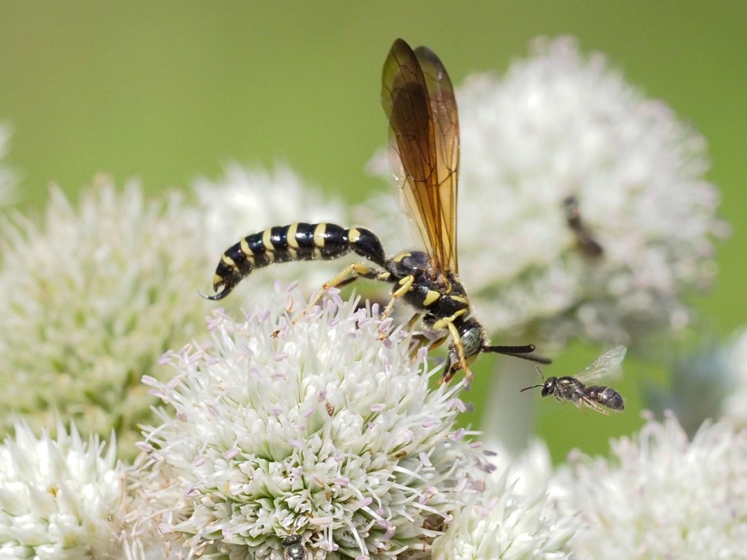 Five-banded thinned wasp (Myzinum quinquecinctum)