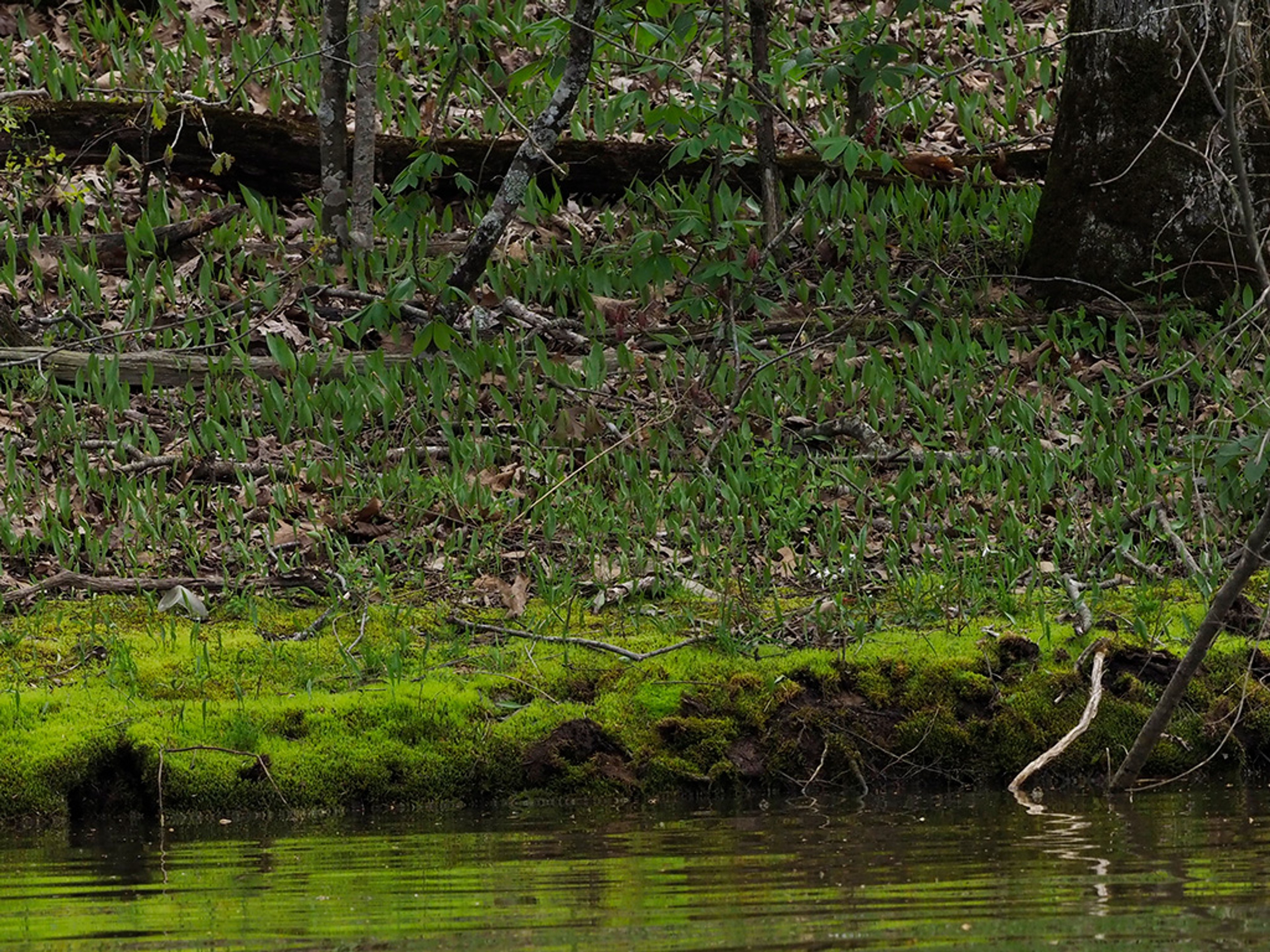 Woodland habitat with many Trout lilies