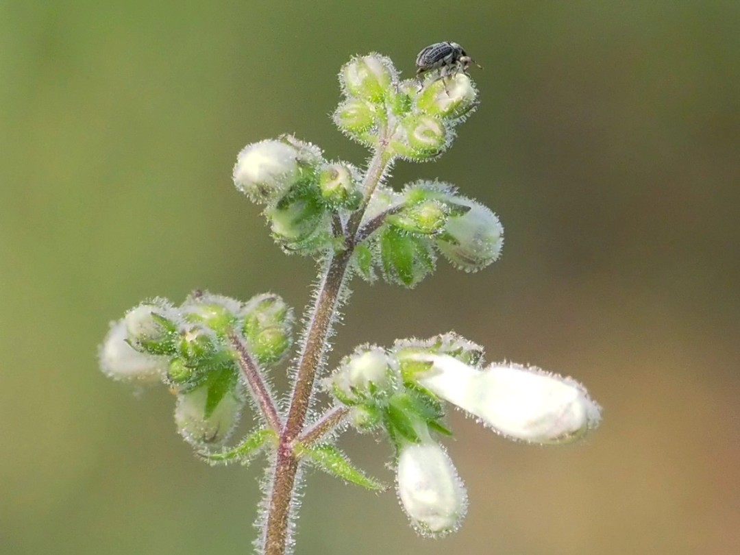 Hirsute stem, leaves and buds