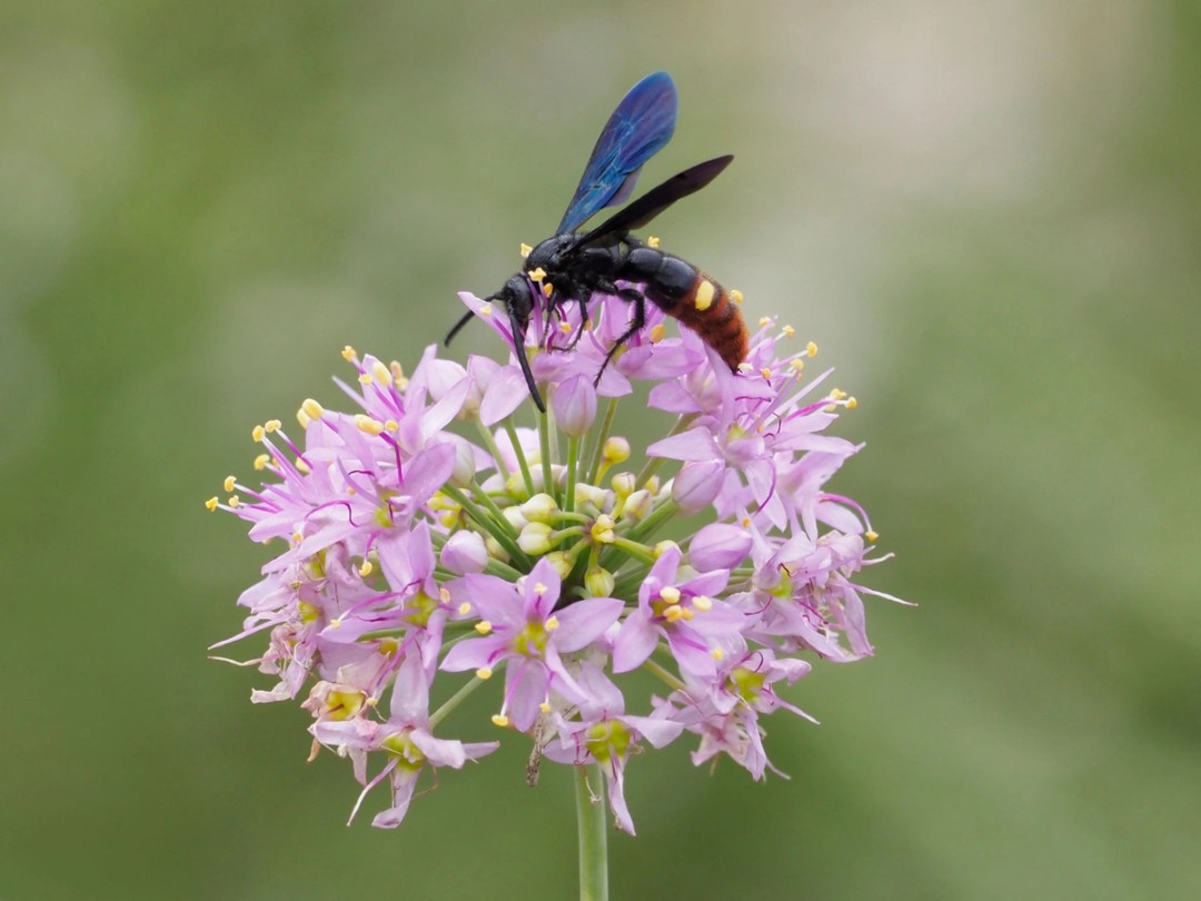 Blue-winged Scoliid wasp