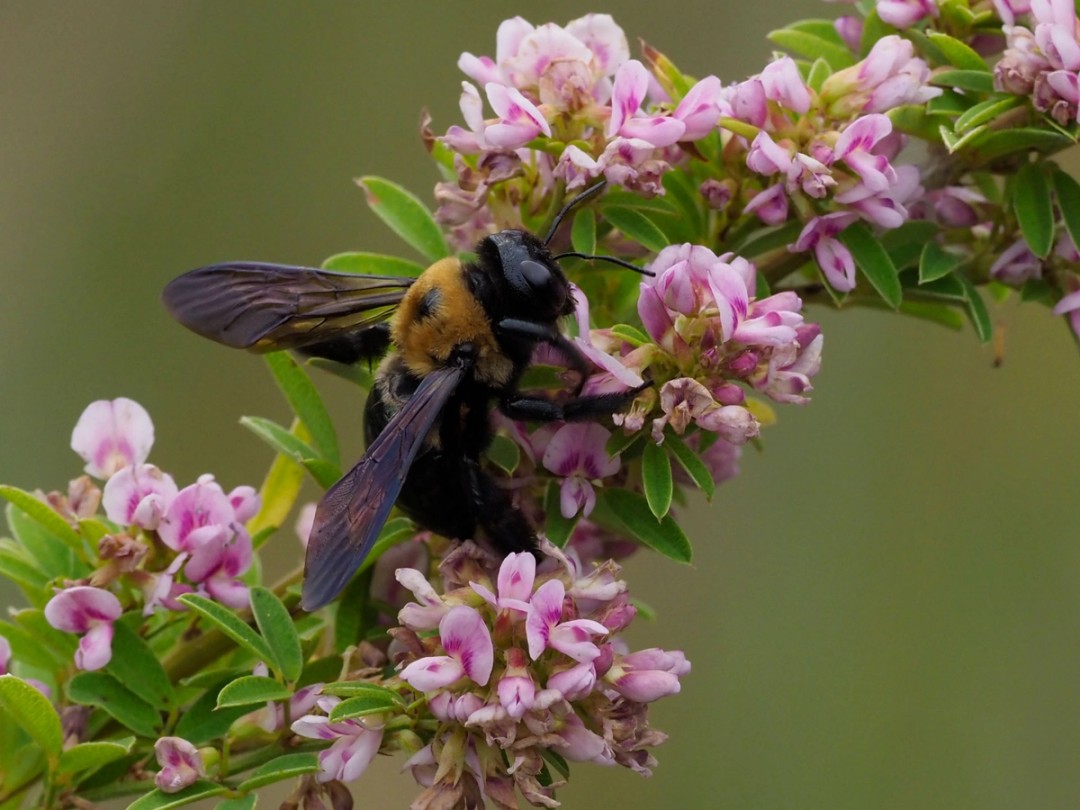 Large Carpenter bee