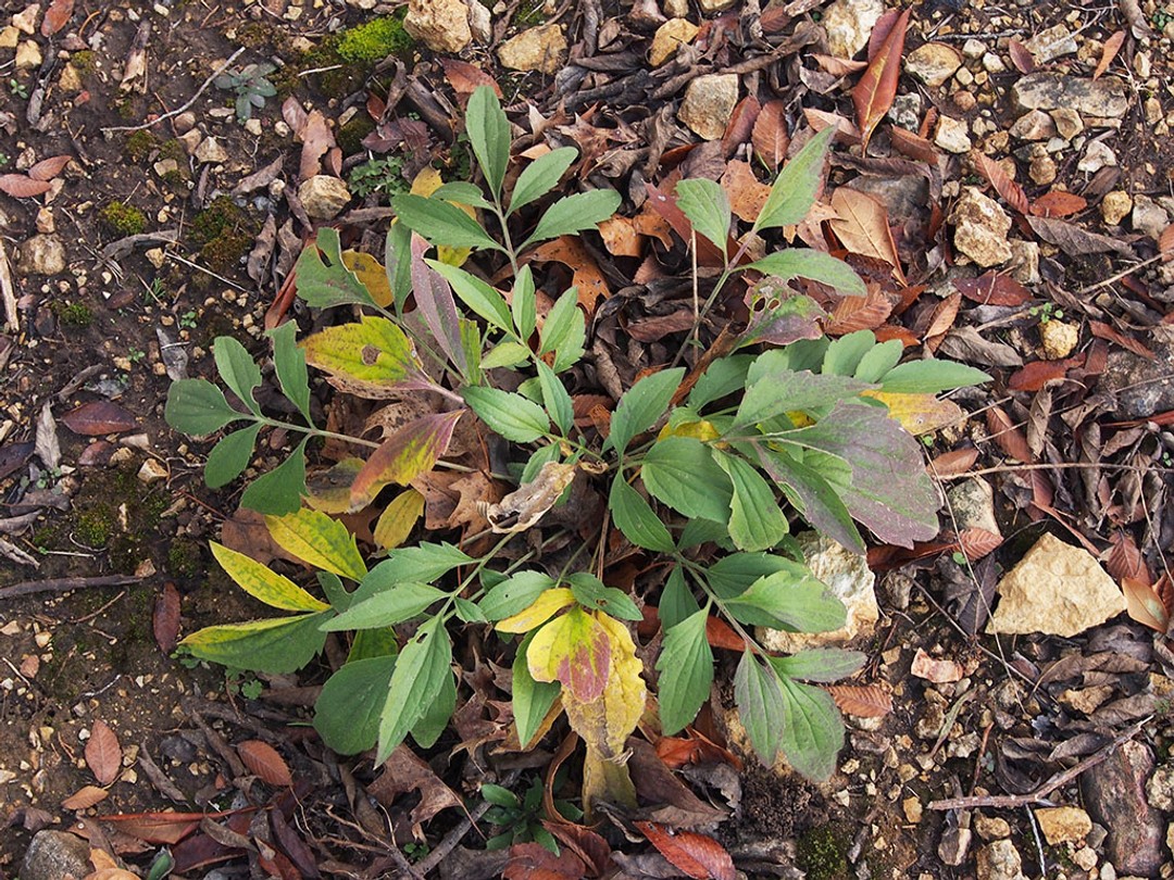 Basal rosette in winter