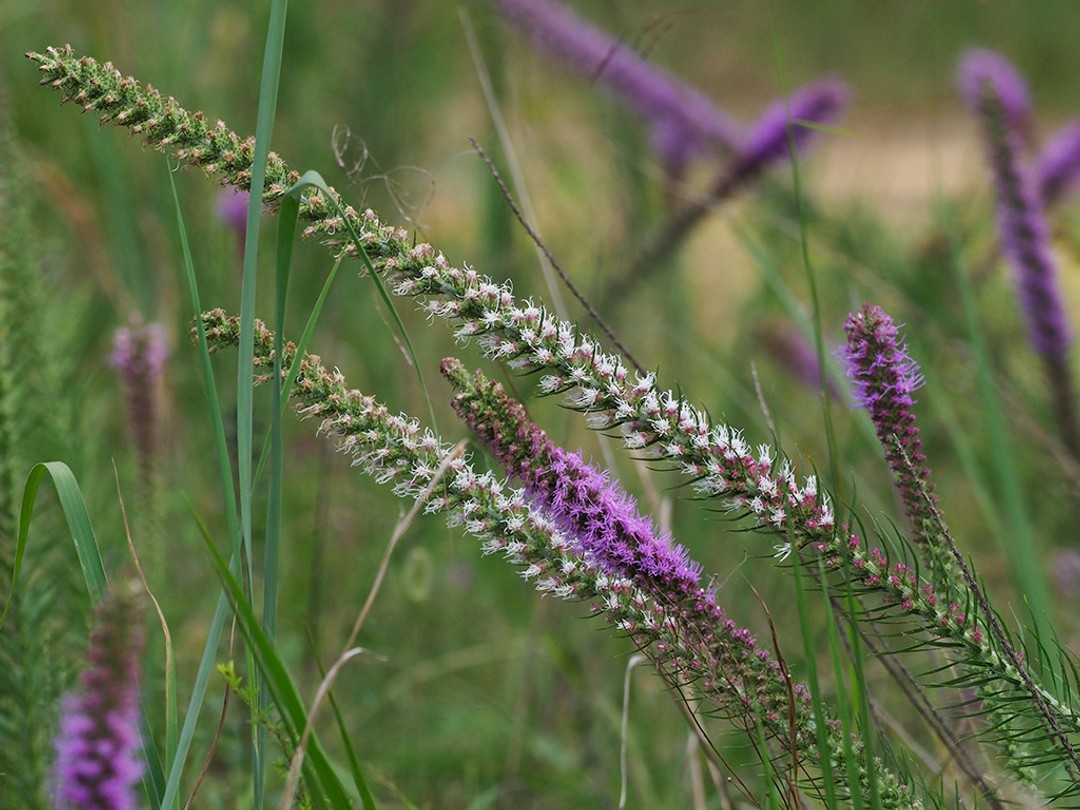 Occasional white flowers