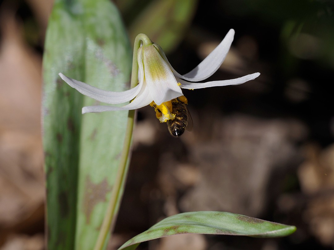 Honey bee (Apis mellifera) inside Trout lily flower