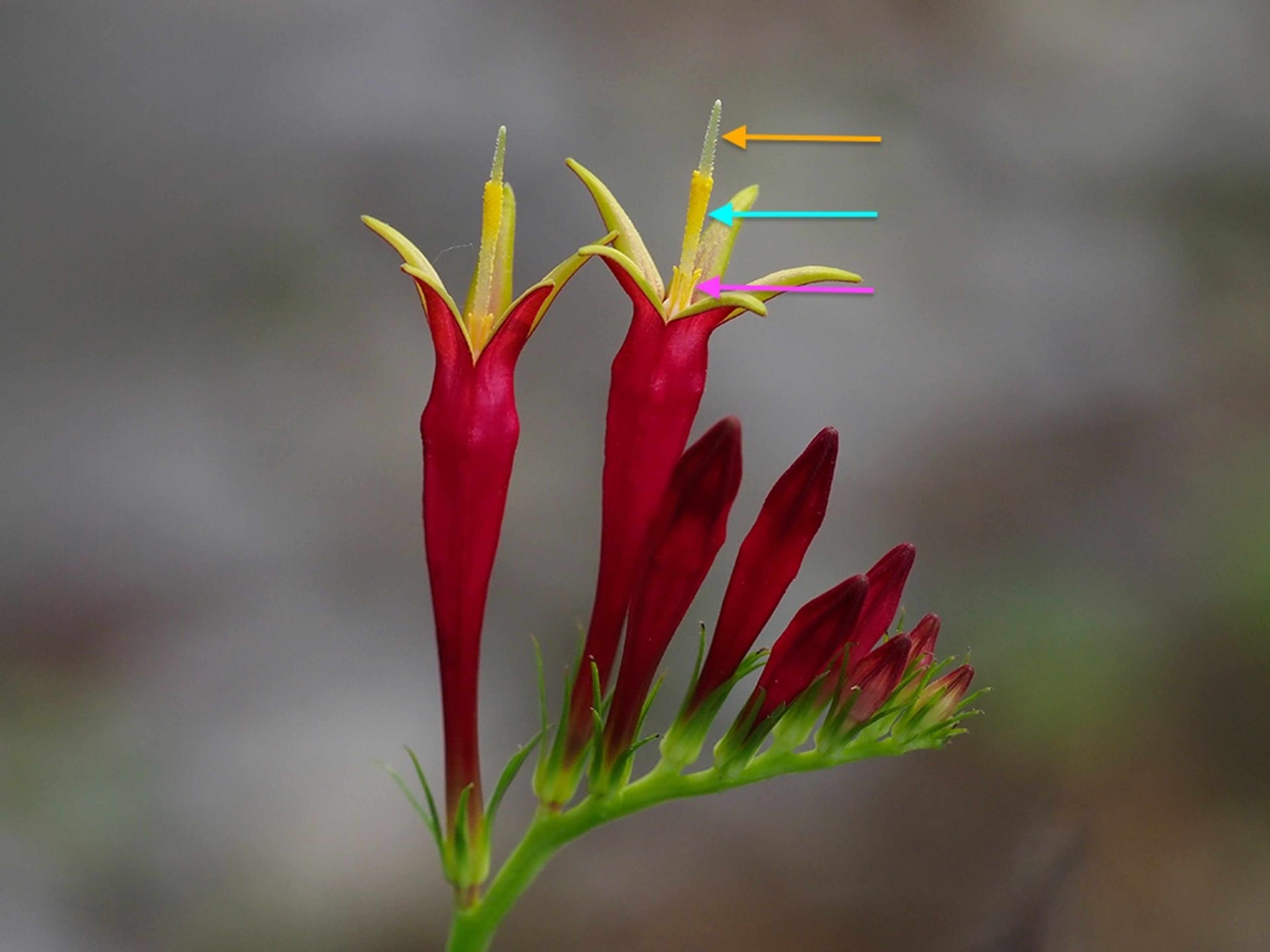 Anther, style and stigma