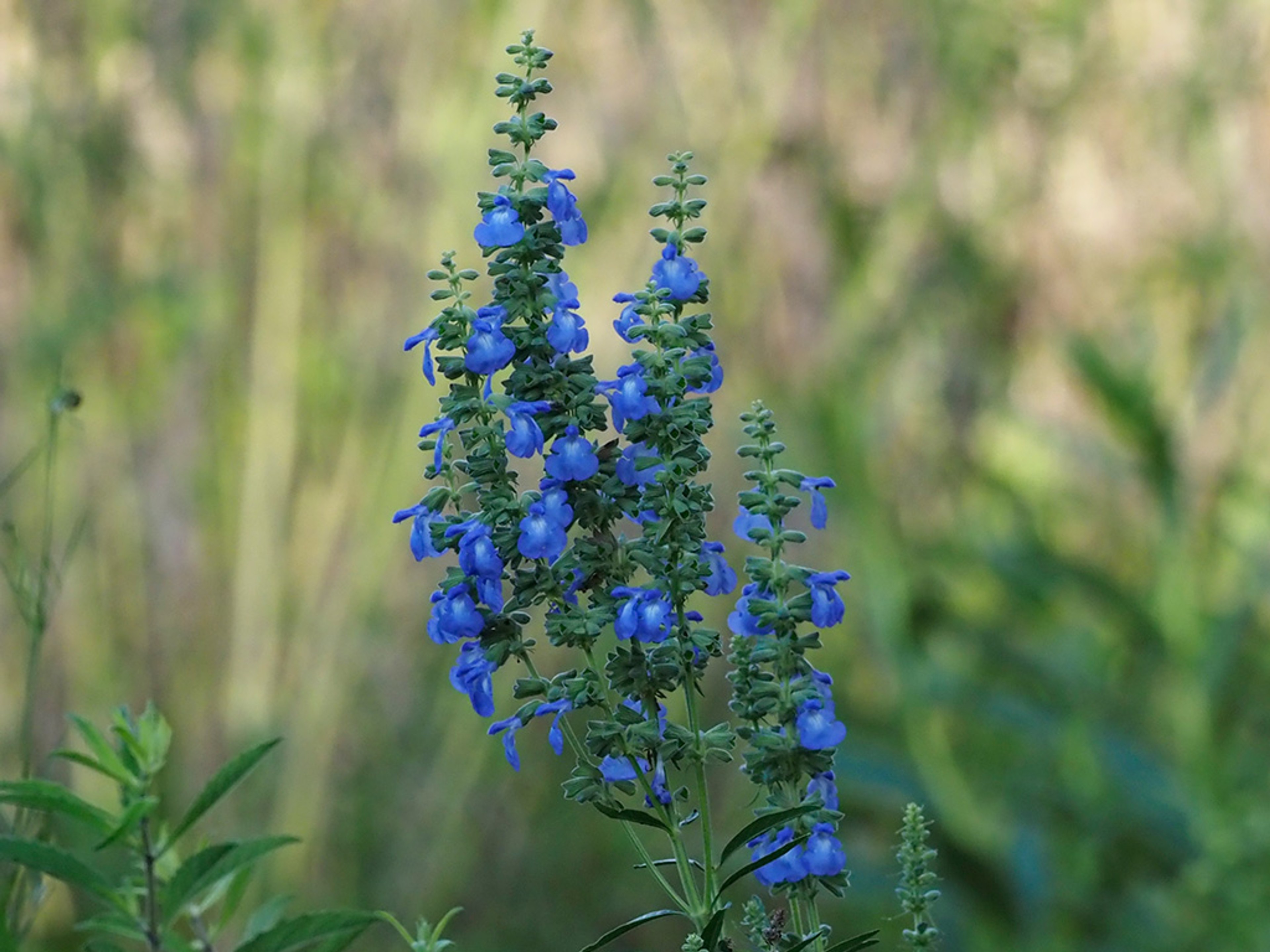 Salvia azurea