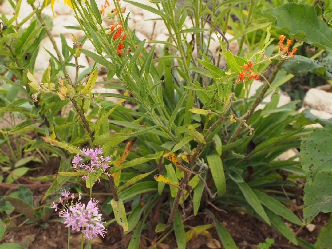 with Asclepias tuberosa