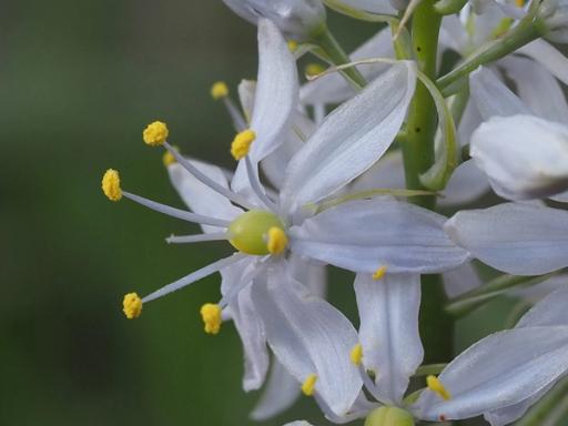 Bright yellow anthers