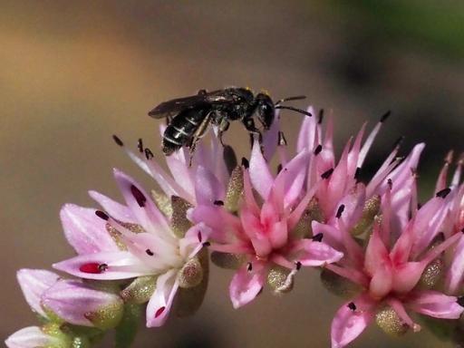 Beautiful bee nectaring on Widow's cross